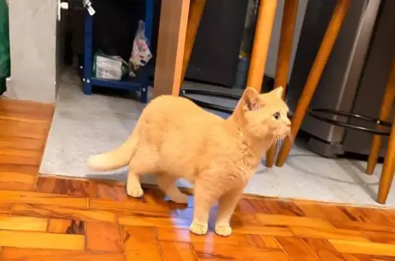 Gato perdido, macho, Rua Cinci...
