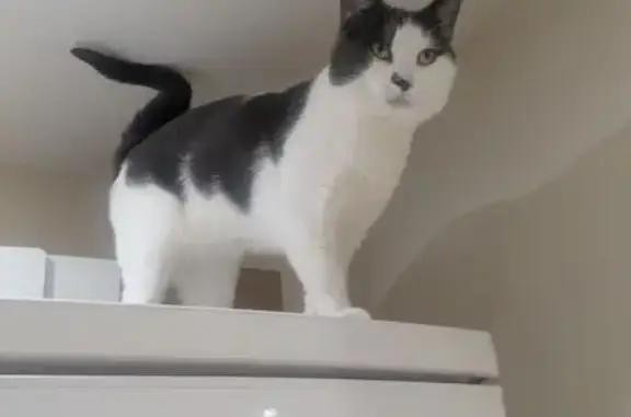 Lost cat, White Star Place, England, Southampton — male, grey and white fur - photo