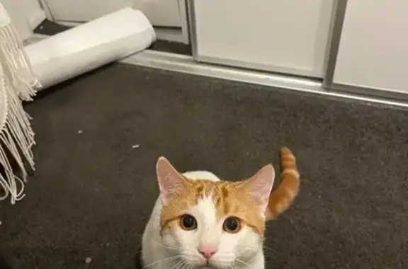 Lost cat, Griffiths Drive, 21A, Onkaparinga — male - photo