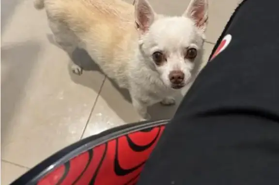Lost dog, Palm Avenue, 4480, Hialeah, Miami — male with a brown nose - photo