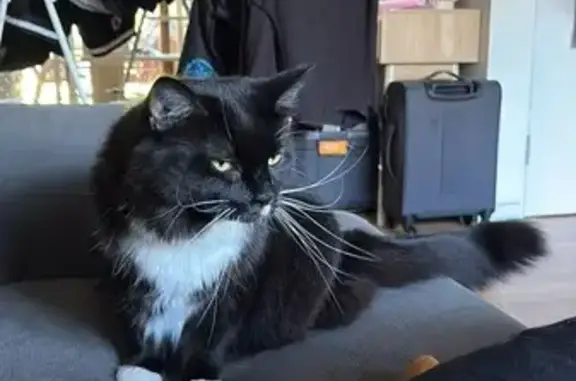 Lost female cat, Solander Street, 23, City of Moreton Bay, Burpengary — distinctive one-sided moustache - photo