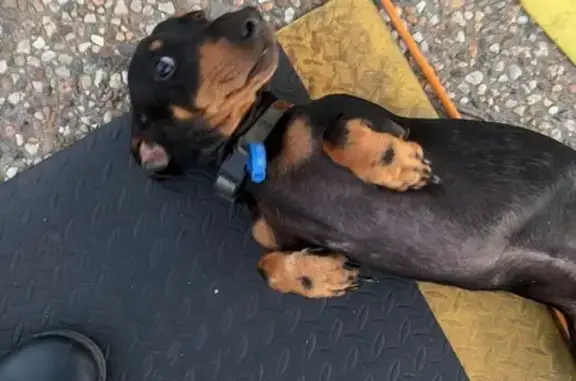 Lost dog, Rockonia Road, 331, Rockhampton — male black and tan dachshund - photo