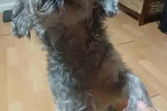 Lost dog, North 5th Street, North Las Vegas — black curly tail, male - photo