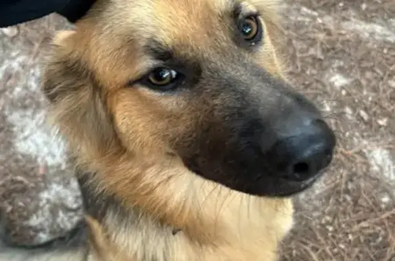 German Sheperd, pink camo collar