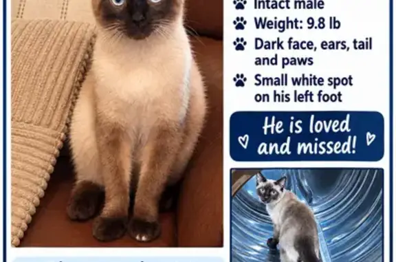 Lost male cat, Gibson Bend, 100, Weatherford, Weatherford — Siamese with white spot on left paw - photo