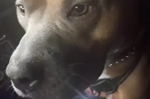 Lost dog, Elmora Avenue, Elizabeth — female tan pit bull terrier with a white chest - photo