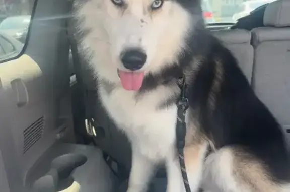Missing dog Columbia, photo: Lost male dog, Sandchain Road, Columbia — blue eyes and a black nose scar