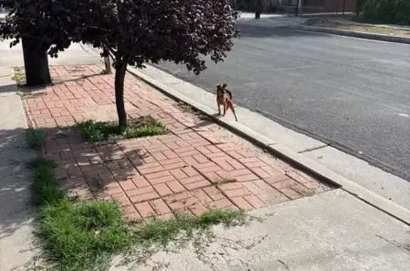 Found dog Albuquerque, photo: Found dog, Santa Fe Avenue Southwest, 487, Albuquerque — very small brown dog