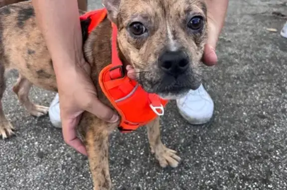 Found dog Arlington, photo: Found female dog, Bahia Avenue, Orlando, Arlington - bright orange harness
