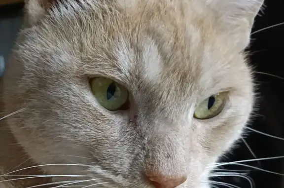 Missing cat Richmond, photo: Lost cat, Lennox Street, 69, Yarra City, Richmond — 6-year-old male tabby