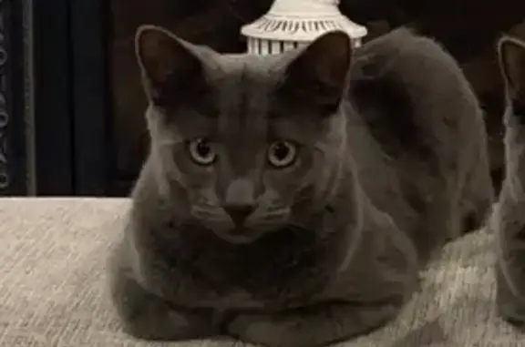 Lost pets Marion, photo: Lost cat, male, Arthur Street, Adelaide, Marion — grey Russian Blue with yellow eyes