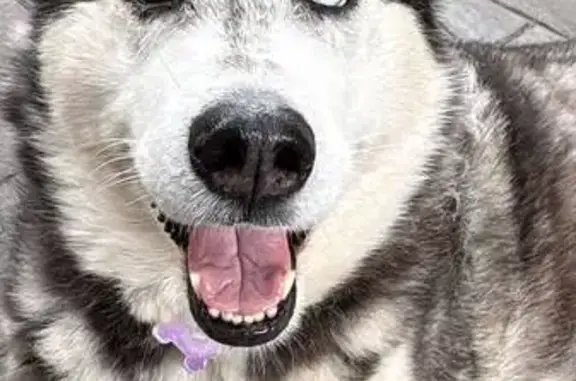 Lost dog, Jising Court, 13, Manningham, Strathfield — one blue eye and one brown eye - photo