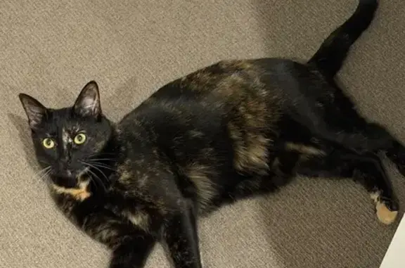 Lost pets Strathfield, photo: Lost female cat, Bedford Street, Darebin, Strathfield - black and ginger with big eyes