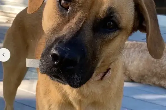 Lost dog, female, West Breda Avenue, 1468, Saint Paul, Falcon Heights — red reflective collar - photo