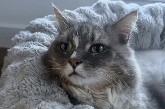 Lost pets Moonee Valley, photo: Lost cat, male, Messina Crescent, 6, Brimbank, Moonee Valley — white nose markings