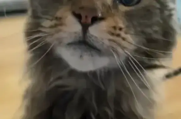 Lost cat, Geoff Road, 20, Playford, Angle Vale — male Maine Coon - photo