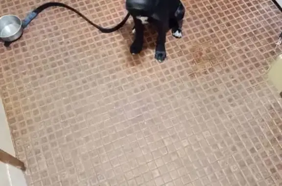 Lost male dog, Salisbury, Adelaide — 21-week-old puppy with white markings - photo