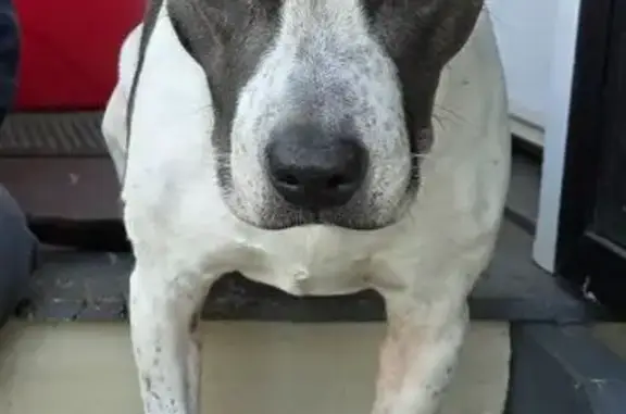 Lost dog, Oxford Park — female staffy mix, microchipped - photo