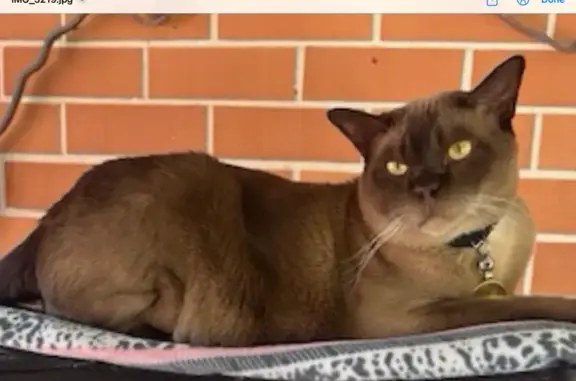 Lost male cat, Mary Street, 38, Stirling, Wembley — timid Burmese cat - photo