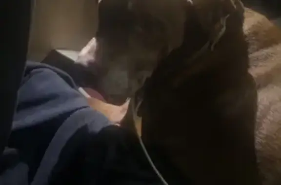 Found dog Waynesboro, photo: Found Dog, Jefferson Highway, 2503, Waynesboro — male Pitbull Lab mix with collar and leash