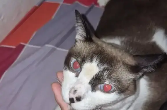 Missing cat Queenstown, photo: Lost cat, male, Telok Blangah Rise, 41, Queenstown — timid with blue eyes and a bell collar