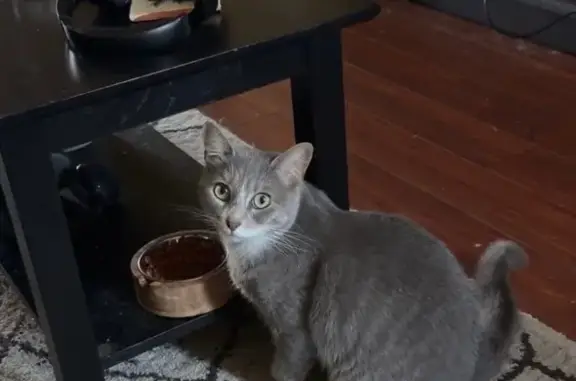 Lost cat, West 3rd Avenue, 400...