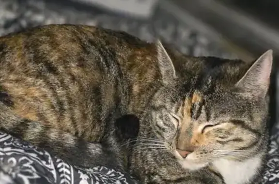 Lost cat, Martville, New York,...