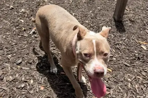 Lost dog, Cypress Pond Road, Palm Harbor — female Pitbull with purple collar - photo