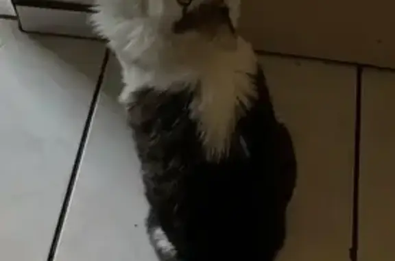 Lost male cat, Janet Street, G...